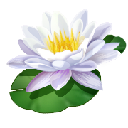 Das Bild zeigt eine Seerose