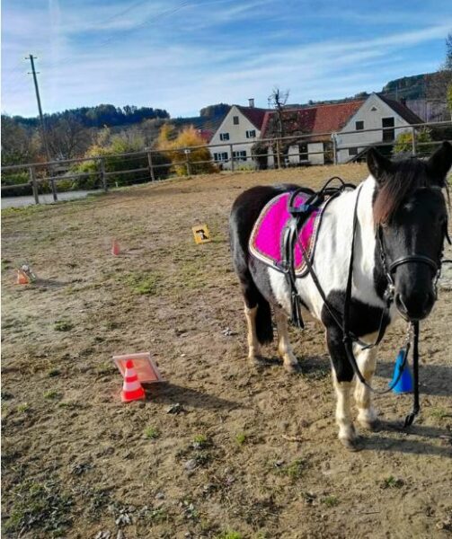 Bild zeigt Pony am Reitplatz
