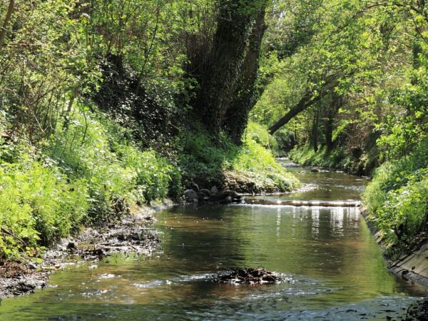 Das Bild zeigt einen Abschnitt vom Bachlauf der Ilz. Die Sonne fällt durch das Dickicht und glitzert im Bach