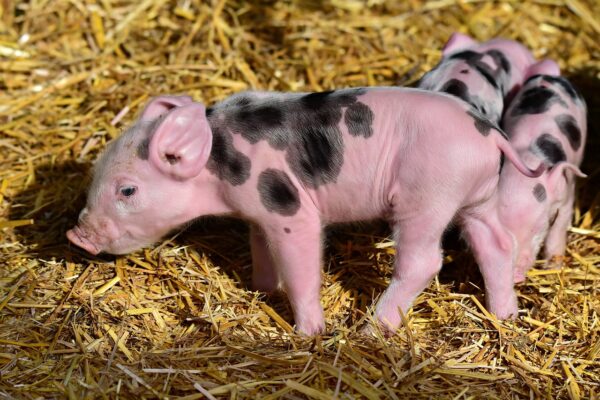piglet-3741877_1280