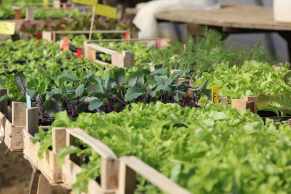 Jungpflanzen_BioBauernhof_c_ChanceB